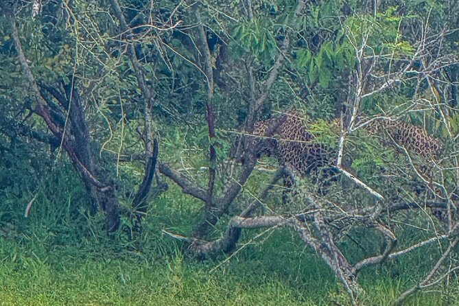 Safari with Sheran Udawalawe National Park - The real cost: $22 plus the park fee