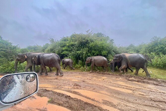 Safari with Sheran Udawalawe National Park - Who will enjoy this safari most?