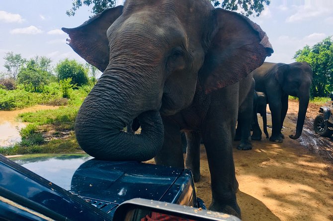 Safari with Sheran Udawalawe National Park - Timing, weather, and booking details