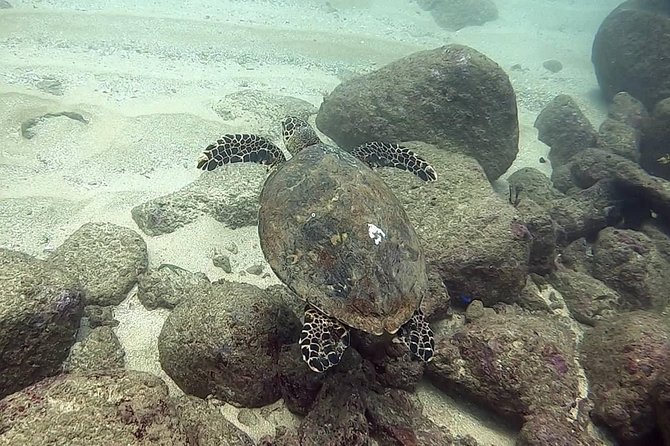 Scuba Diving at Unawatuna - Choosing among reefs and shipwrecks
