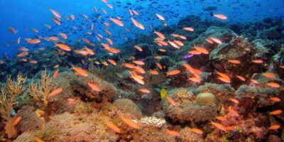 Scuba Diving in Colombo