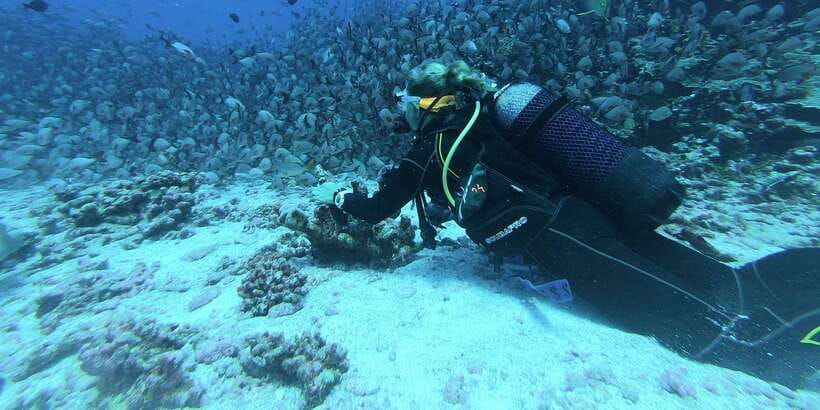 Scuba Diving in Hikkaduwa - Key points to know before booking