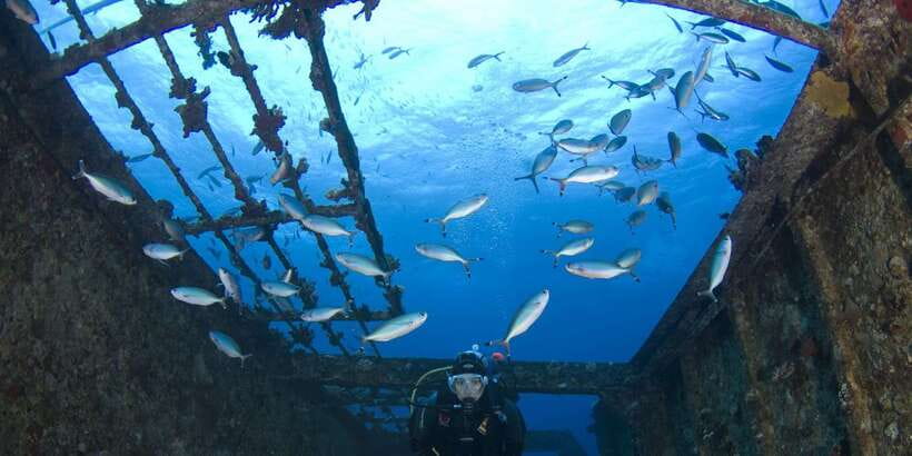 Scuba Diving in Hikkaduwa - The sea life you might see around Hikkaduwa
