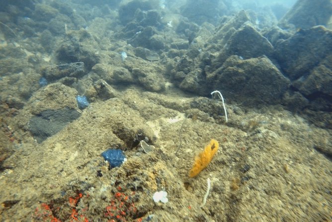 Scuba Diving in Mirissa - Key points to know before booking