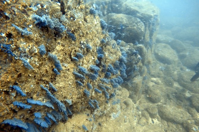 Scuba Diving in Mirissa - Why this underwater trip is worth considering
