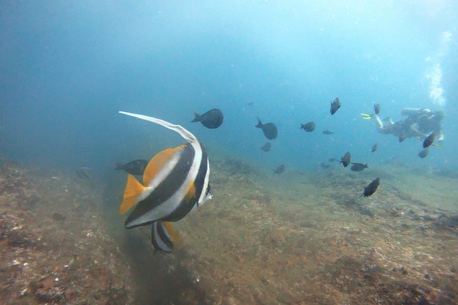 Scuba Diving in Mirissa - What the boat time adds to the day
