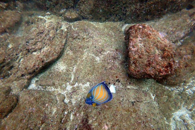 Scuba Diving in Unawatuna - Why Unawatuna makes a good base for an underwater outing