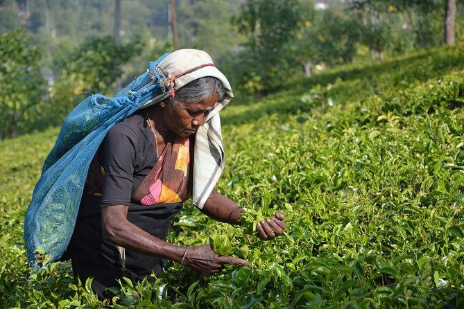 Shore Excursion From Colombo port to Ingiriya Tea Plantation & back for 2 People - Rice fields show another side of rural Sri Lanka