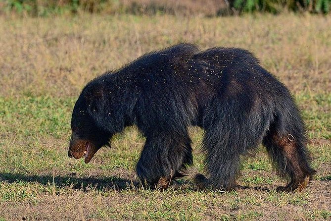 Shore Excursion Hambantota Port to Yala Safari and Come back(All Inclusive) - Booking, cancellation, and weather details