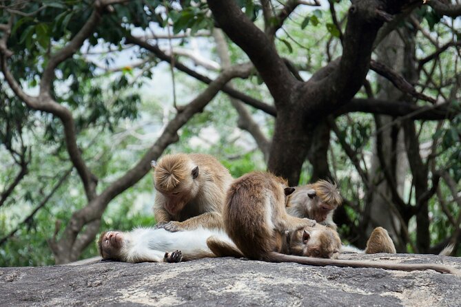 Sigiriya and Dambulla Day Tour from Kalutara All Inclusive - Sigiriya Rock Fortress: the day’s main event