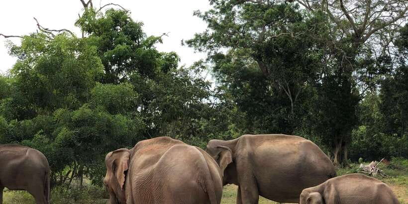 Sigiriya and Dambulla Private Full-Day Tour - Minneriya National Park: elephants after the monuments
