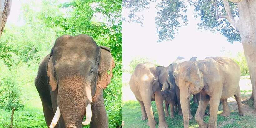Sigiriya, Dambulla, and Village Safari Day Tour from Negombo - Who should book this day tour?