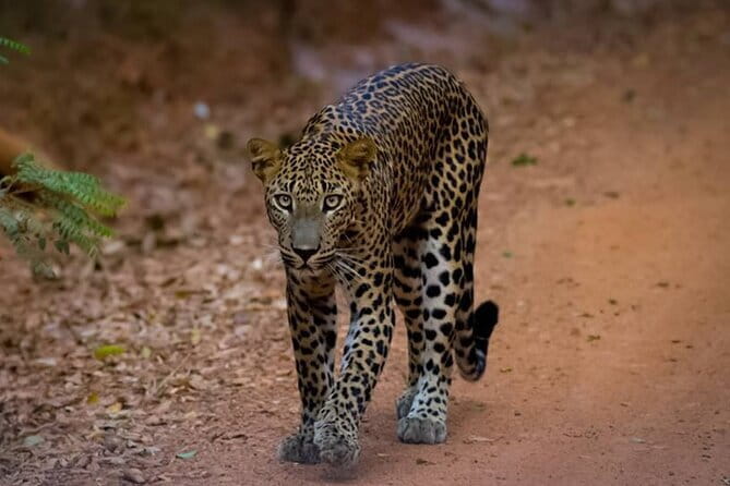 Sigiriya & Dambulla Day Tour - What the $84 Group Price Really Buys
