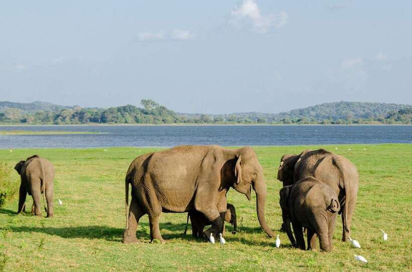 Sigiriya day tour from kandy with elephant safari(privet) - Matale Hindu Temple and the first cultural stop