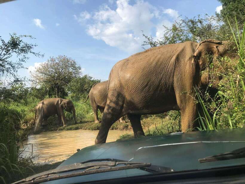 Sigiriya day tour from kandy with elephant safari(privet) - Choosing the elephant safari park