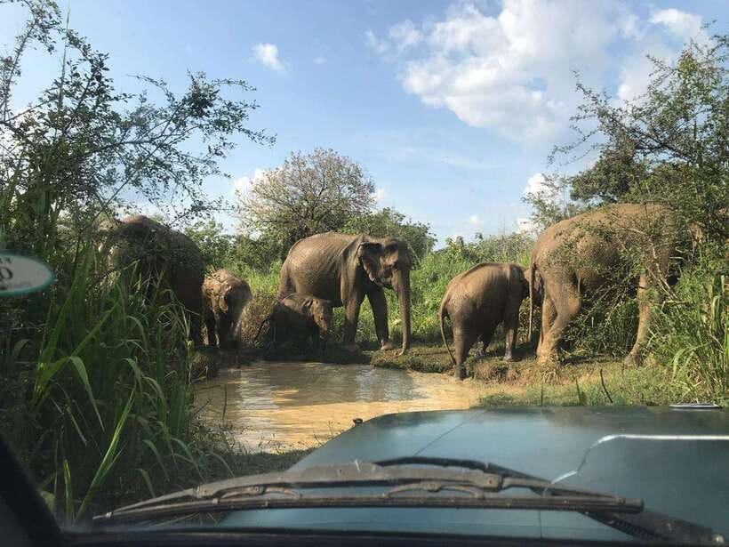 Sigiriya day tour from kandy with elephant safari(privet) - What the $78 price really covers