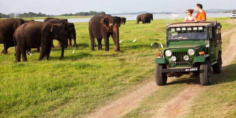 Sigiriya: Day Tour with Jeep Safari From Trincomalee - Minneriya safari: elephants, birds, and open-air adventure