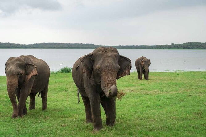 Sigiriya Hike & Minneriya Safari Private Full Day Tour - Who should book this tour?
