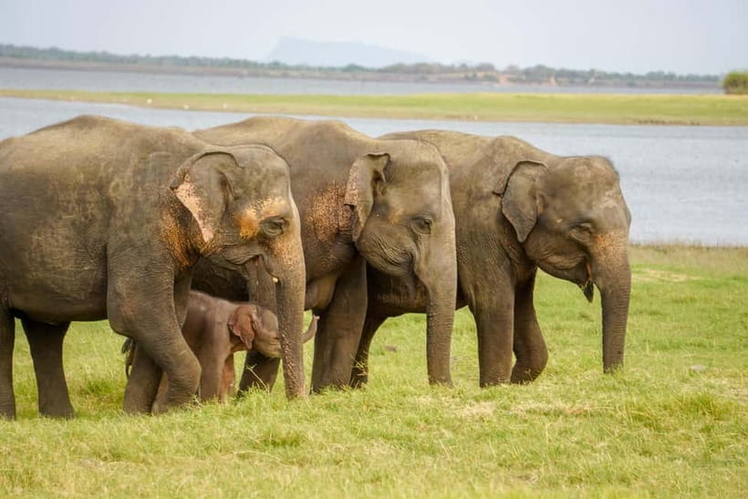 Sigiriya Lion Rock Hike & Minneriya National Park Safari - Key points to know before booking