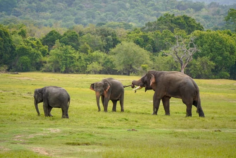 Sigiriya Lion Rock Hike & Minneriya National Park Safari - A full day linking ruins and wildlife