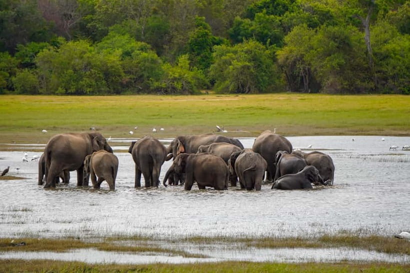 Sigiriya Lion Rock Hike & Minneriya National Park Safari - The lunch hour and the optional extras