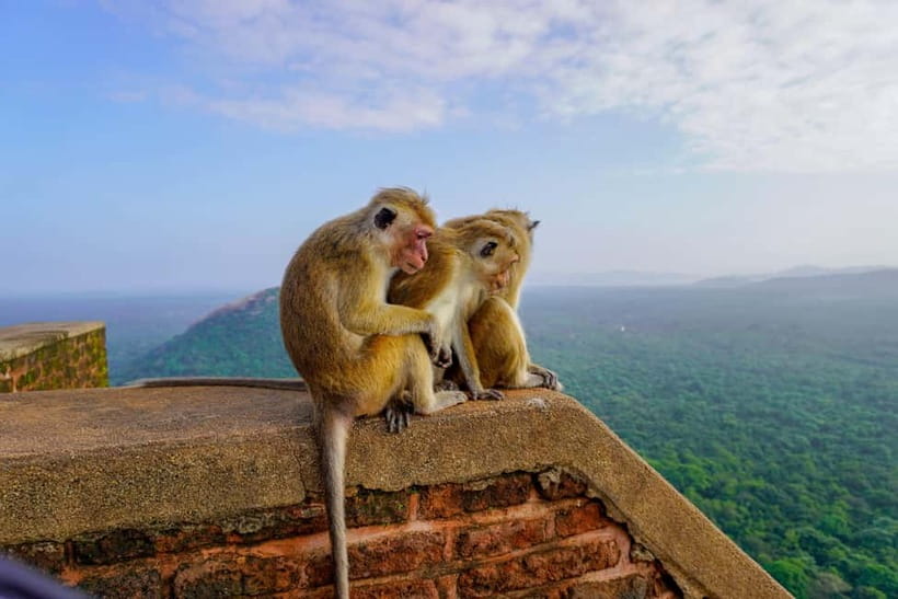Sigiriya Lion Rock Hike & Minneriya National Park Safari - Who should book this day?
