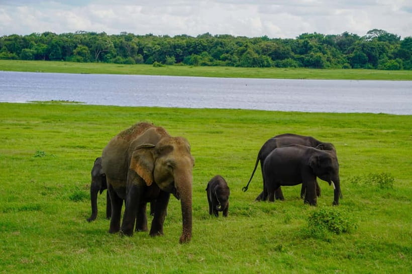 Sigiriya: Lion Rock & Minneriya Safari Full Day Private Tour - Why this pairing works so well