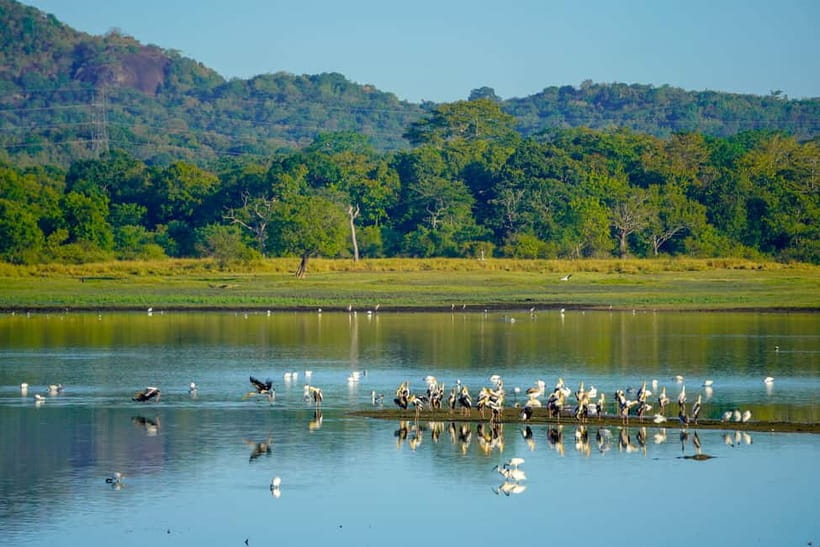 Sigiriya: Lion Rock & Minneriya Safari Full Day Private Tour - Climbing Sigiriya Lion Rock in three hours