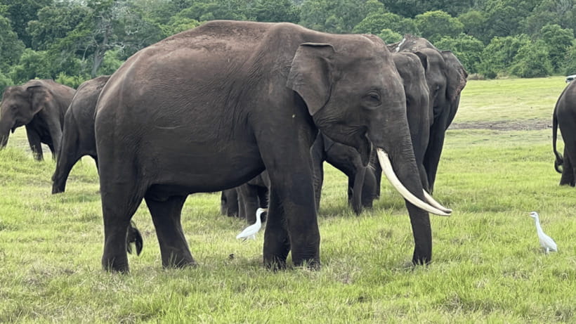 Sigiriya: Lion Rock & Minneriya Safari Full Day Private Tour - Is $51 per person good value?