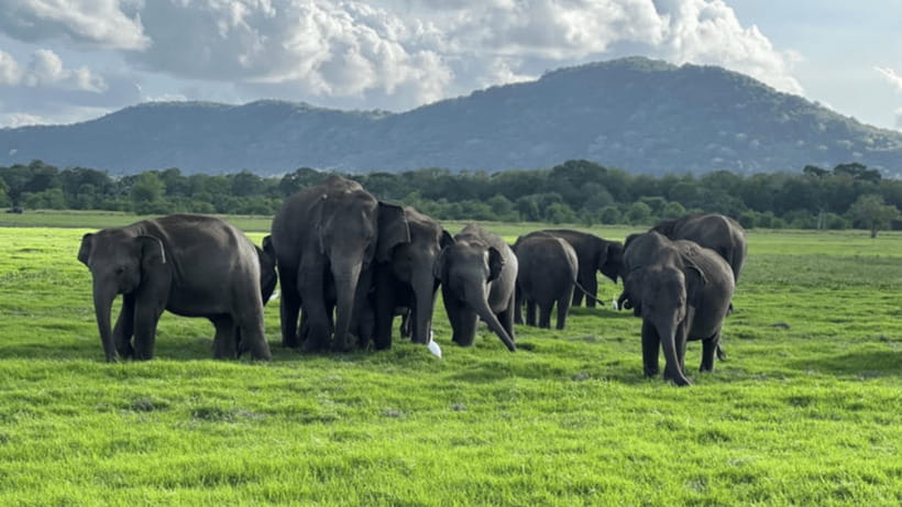 Sigiriya: Lion Rock & Minneriya Safari Full Day Private Tour - What to bring and how to handle the heat