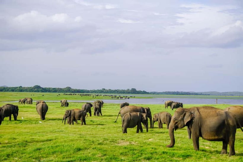 Sigiriya: Lion Rock & Minneriya Safari Full Day Private Tour - Starting from Dambulla, Sigiriya, Habarana, or Kandalama