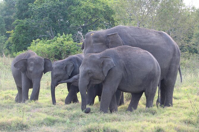 Sigiriya Rock and Wild Elephant Safari from Dambulla - Who will enjoy this private day trip