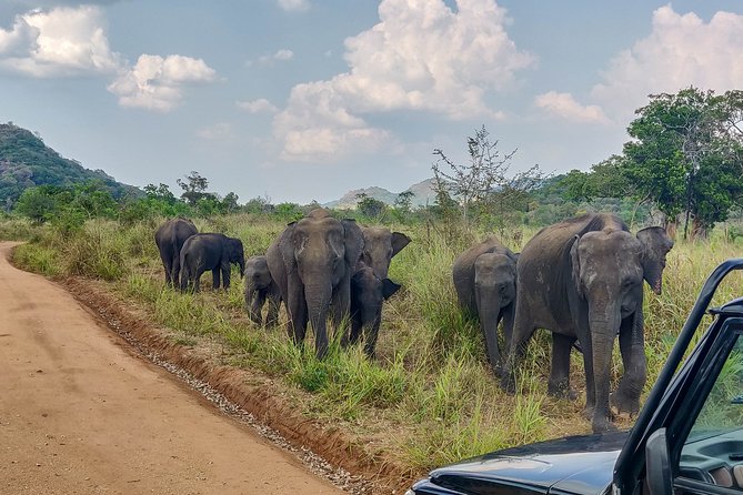 Sigiriya Rock and Wild Elephant Safari from Dambulla - Sigiriya Rock: two hours at Sri Lanka’s great fortress