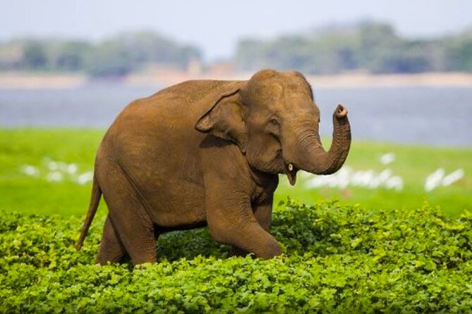 Sigiriya Rock & Cave Temple with Jeep Safari Private Day Trip - Five things to know before booking