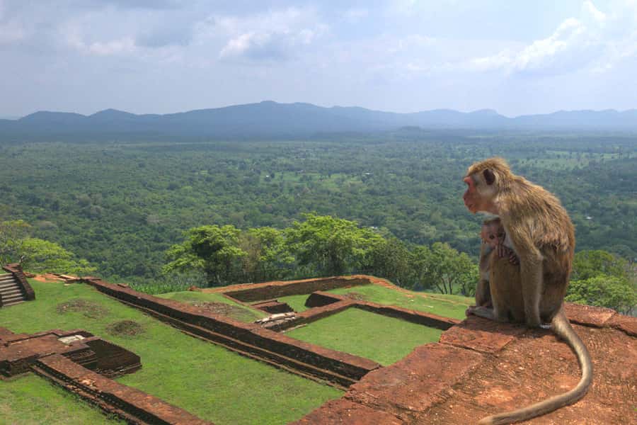 Sigiriya: Sigiriya or Pidurangala Sunrise/Sunset Hike - Booking details worth checking first