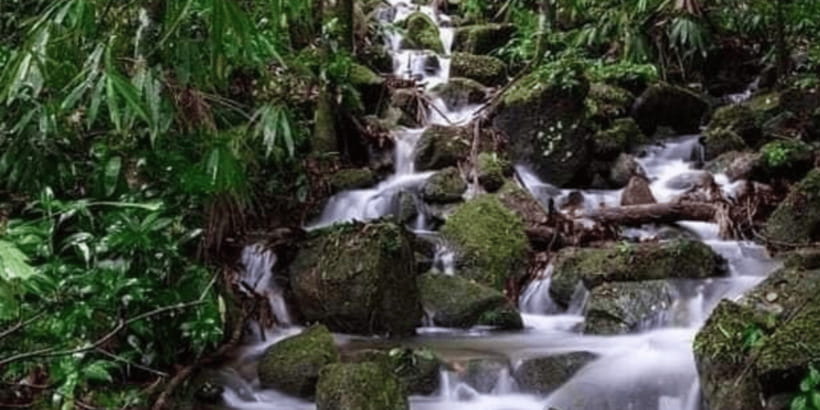 Sinharaja Forest Reserve Glamping with BBQ Night - What $220 per person really covers