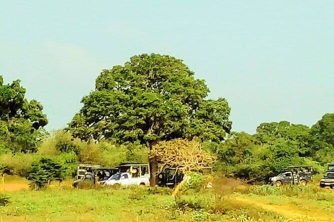 Sinharaja Rain Forest Day Tour from Mirissa, Galle, Bentota Area - What the $55 price really offers
