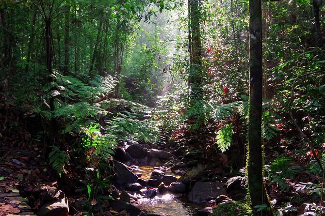 Sinharaja Rain Forest Guided Day Tour - Walking the Six-Hour Forest Route
