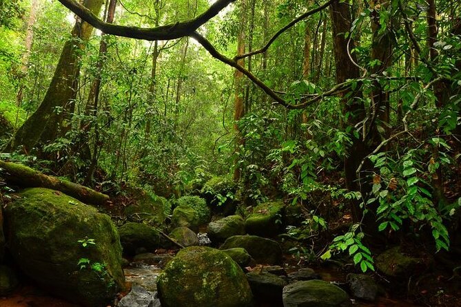 Sinharaja Rain Forest Guided Day Tour - Two Waterfalls and a Chance to Swim