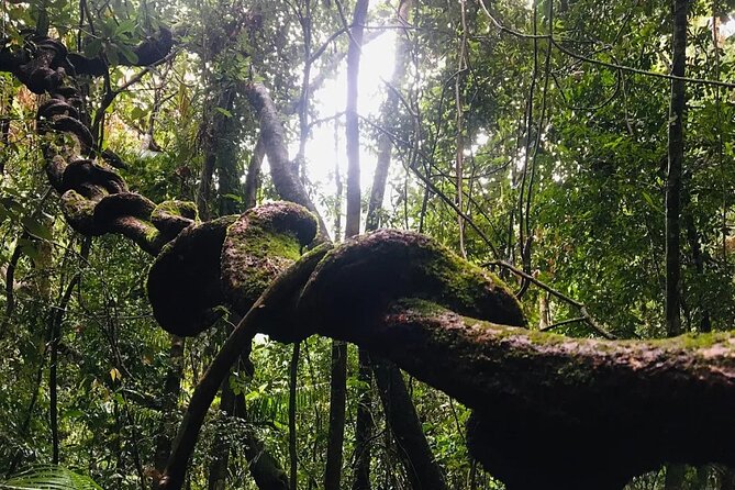 Sinharaja Rain Forest Guided Day Tour - The Guide Makes the Difference