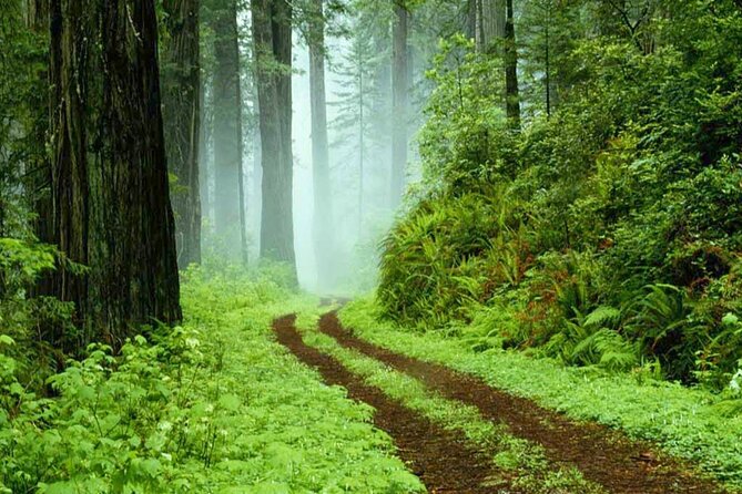 Sinharaja Rain Forest Tour from Tangalle - The 6:00 AM departure from Tangalle