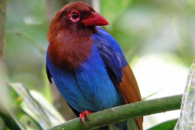 Sinharaja Rain Forest Tour from Tangalle - The guided walk and what you may see