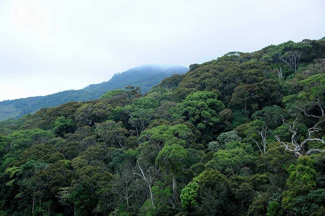 Sinharaja Rain Forest Tour from Tangalle - Weather, fitness, and practical planning