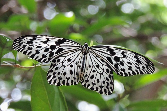 Sinharaja Rain Forest Tours (Full Day) - Key points to know before booking