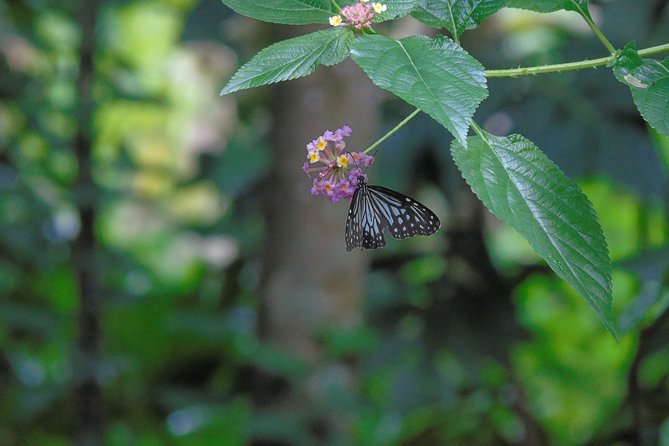 Sinharaja Rain Forest Tours (Full Day) - Leeches are part of the deal