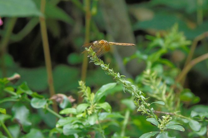 Sinharaja Rain Forest Tours (Full Day) - Lunch keeps a remote day simple
