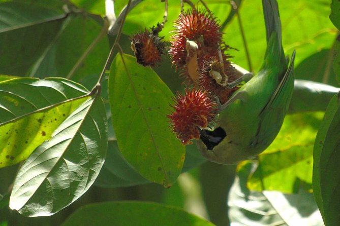 Sinharaja Rain Forest Tours (Full Day) - Is this walk right for your fitness level?
