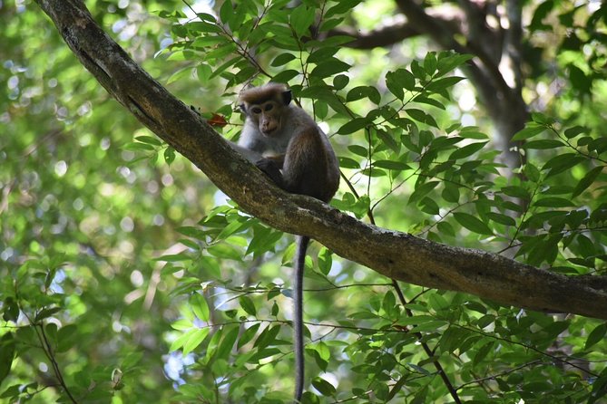 Sinharaja Rain Forest Tours (Full Day) - What Achi adds to the experience
