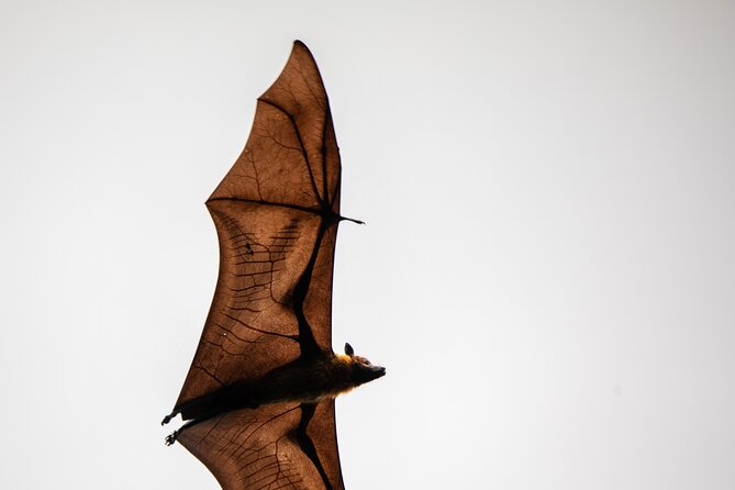 Sinharaja Rainforest Day Tour By Rainforest Expedition - Why Sinharaja makes a good rainforest day