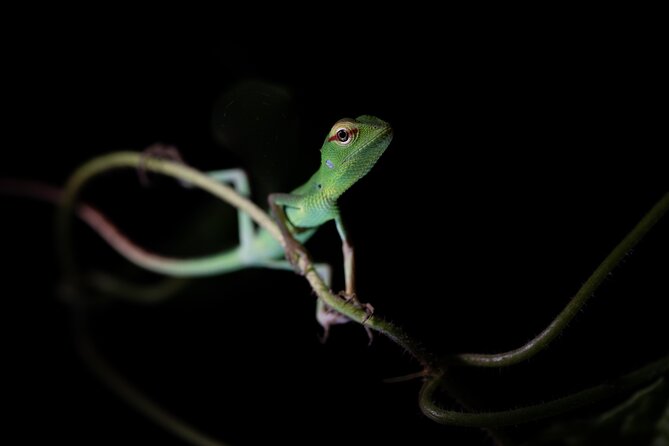 Sinharaja Rainforest Day Tour By Rainforest Expedition - Lunch, snacks, and what the $42 covers